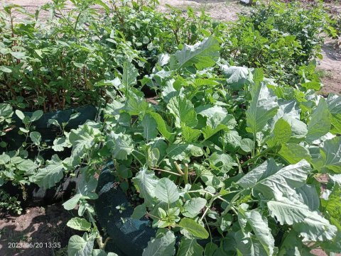 Moestuin1