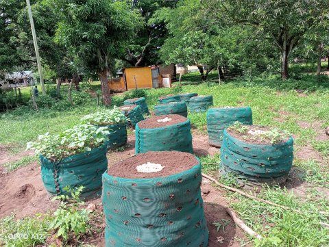 Moestuin3